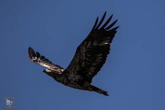 juvenile bald eagle
