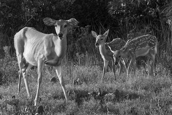 Sitka Deer