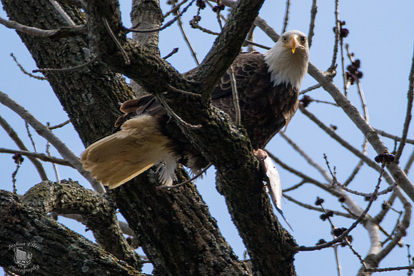 Bald Eagle
