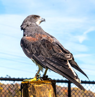 ferruginous hawk