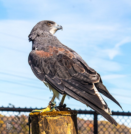 ferruginous hawk