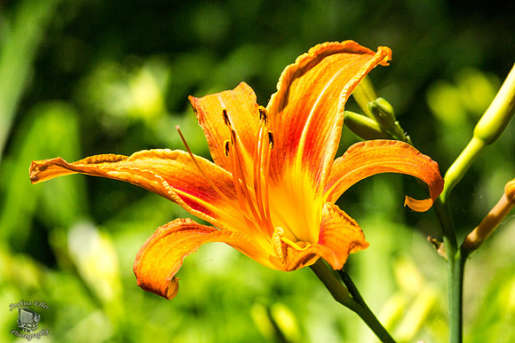 Daylily