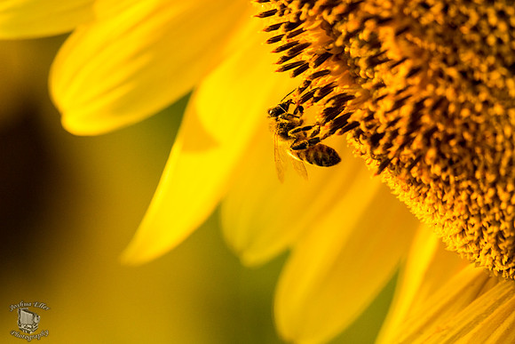 Bee
