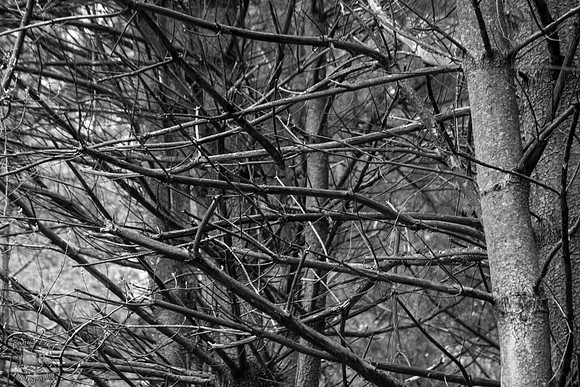 Branches