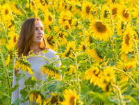 Among the sunflowers