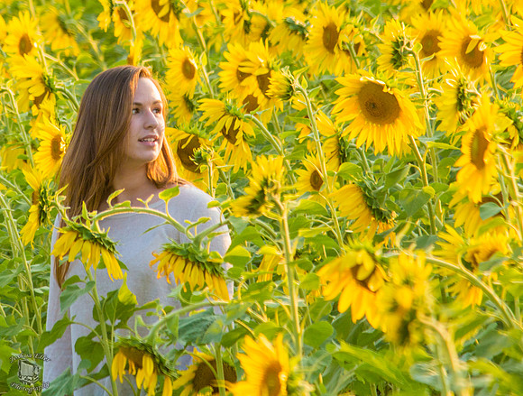 Among the sunflowers