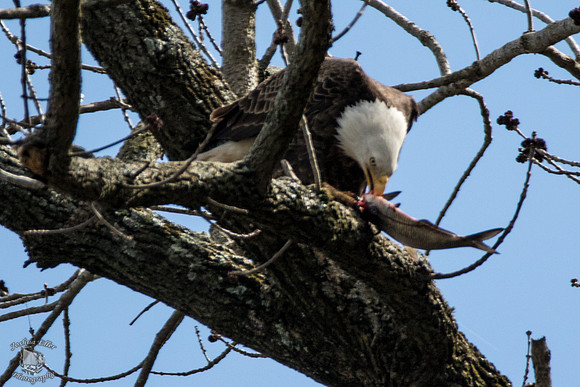 Bald Eagle eating