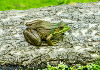 Frog