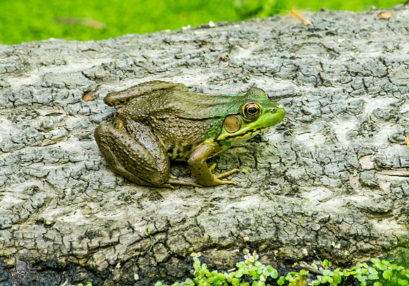 Frog
