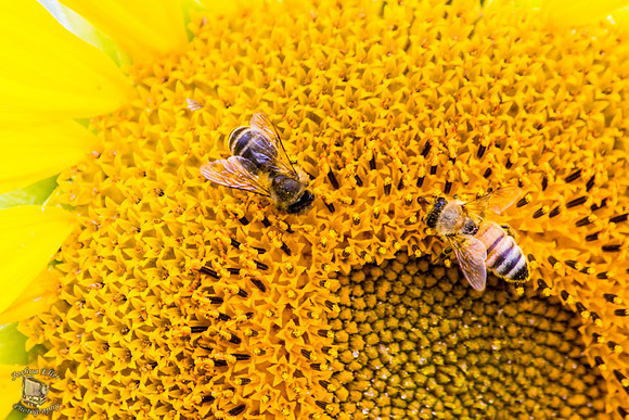 Bees