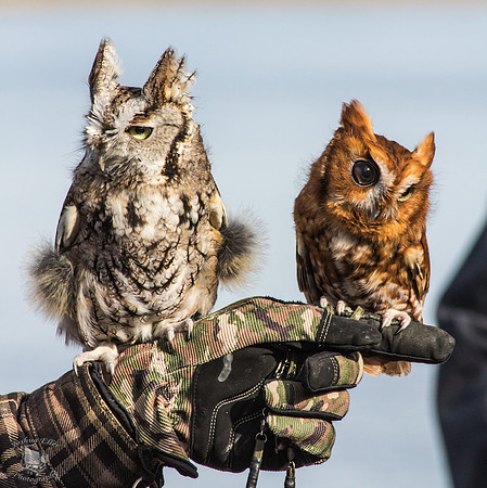 Owls