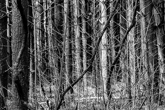 Pine Forest