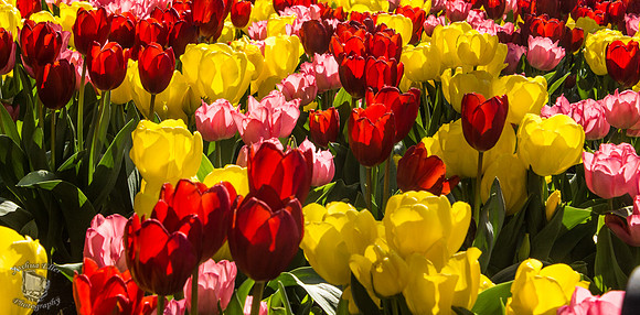 tulip