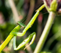 Mantis