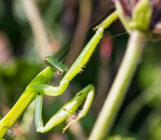 Mantis