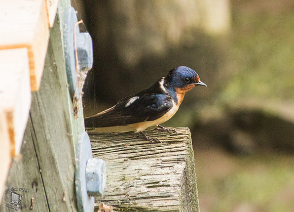Blue Swallow