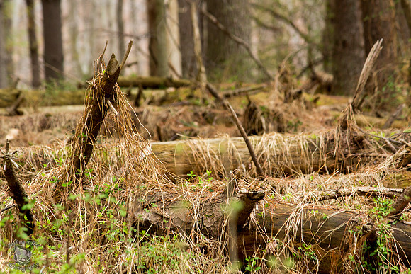 Woods
