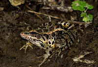 Pickerel Frog