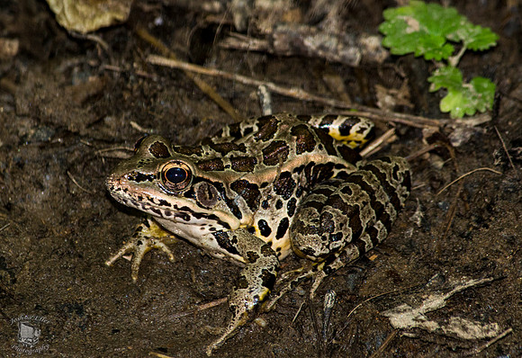 Pickerel Frog