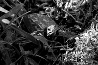 box turtle