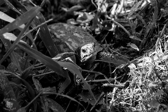 box turtle