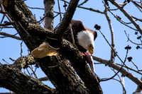 Bald Eagle eating