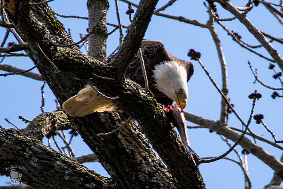 Bald Eagle eating