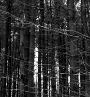 Pine Forest