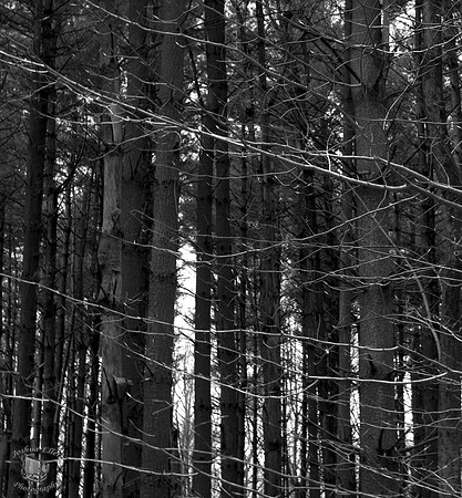 Pine Forest