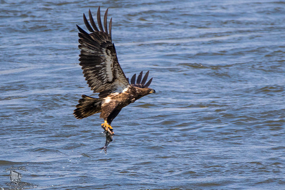 Juvinele Bald Eagle Fishing