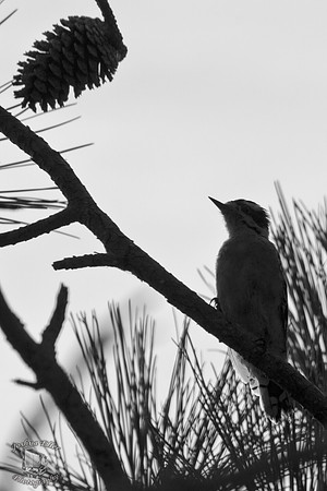 Downy Woodpecker