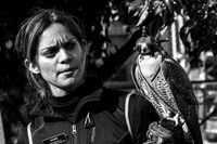 Falconry
