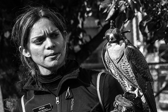 Falconry