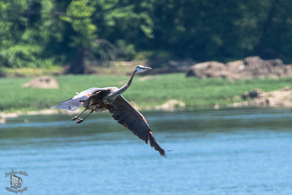 Great Blue Heron
