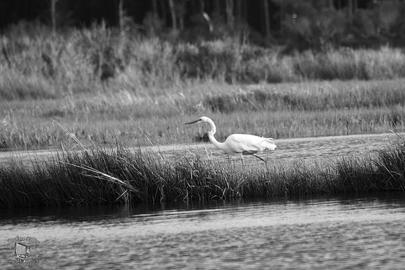 Crane