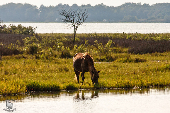 Pony in the Marsh