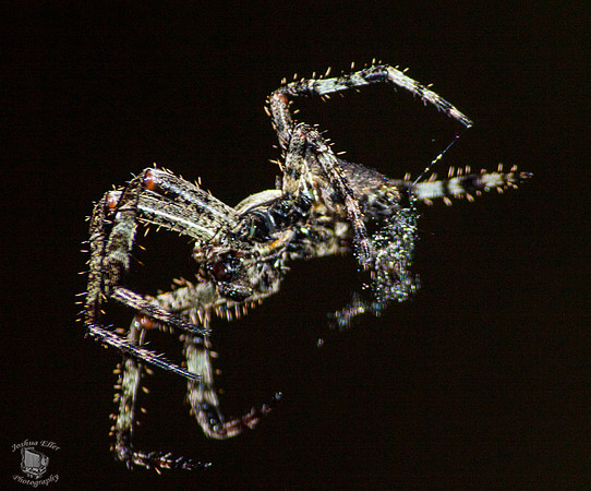 Spider