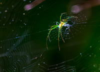 Insect