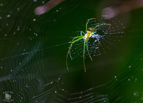 Spider