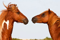 The Ponies