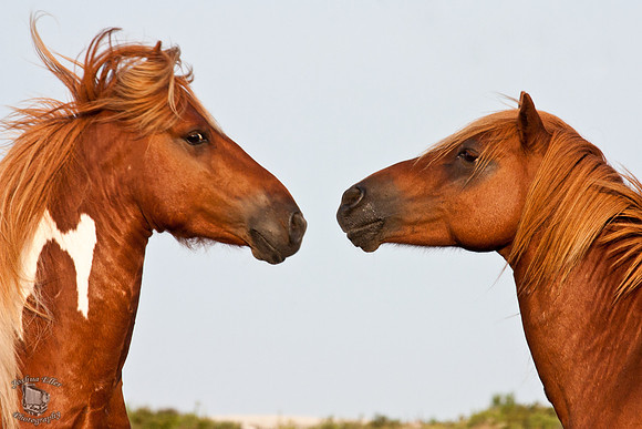 The Ponies