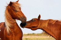 The Ponies