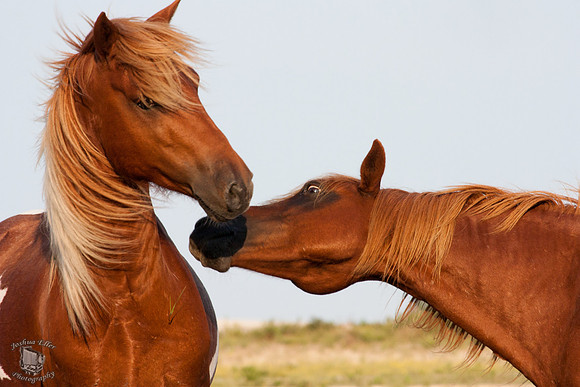 The Ponies
