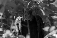 Buzzard