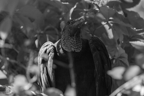 Buzzard