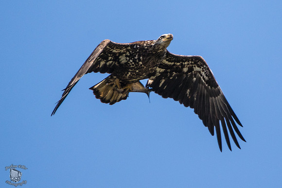 Juvinele Bald Eagle Fishing