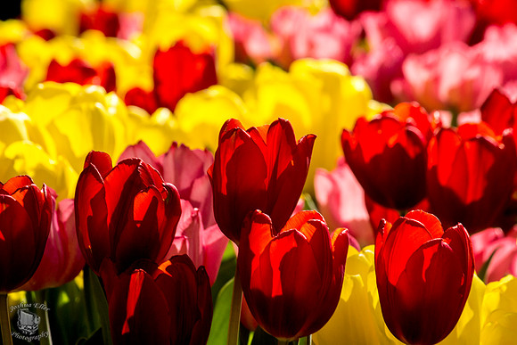 Tulip