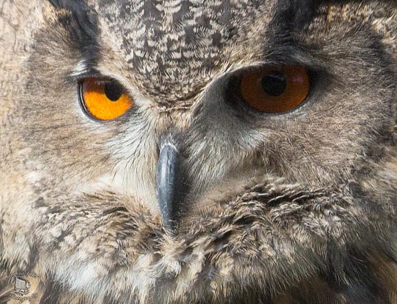 eurasian owl
