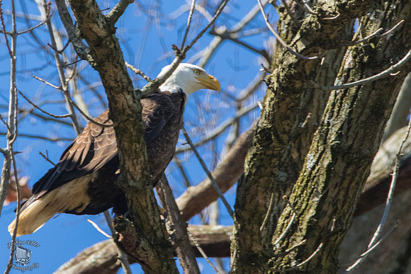 Eagle