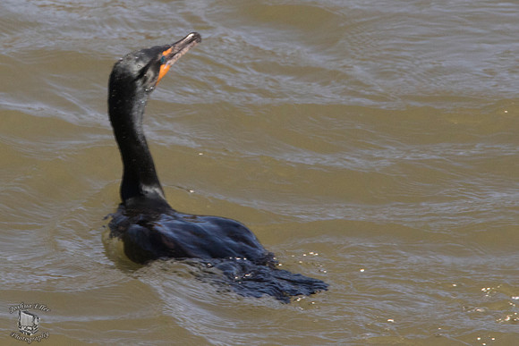 Cormorant